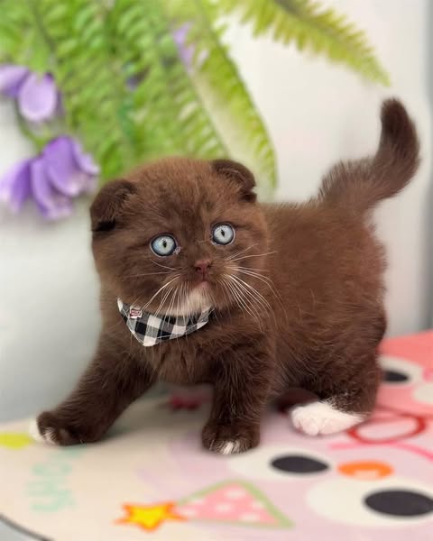 Scottish Fold