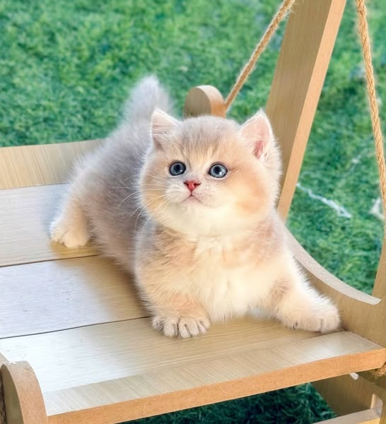Munchkin
