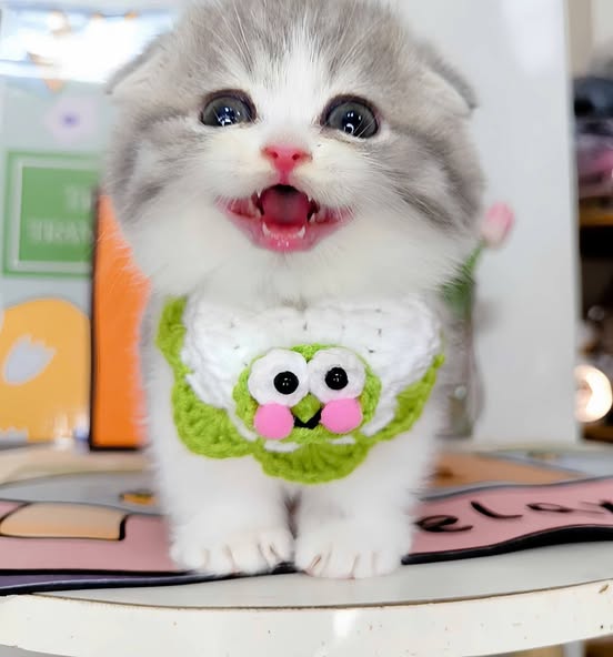 Munchkin Fold