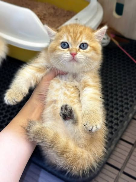 British Shorthair
