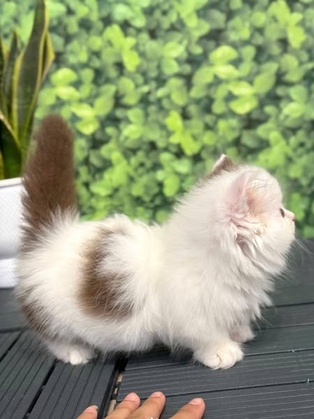 Munchkin Longhair