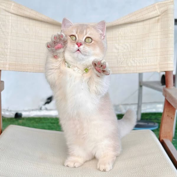 Munchkin
