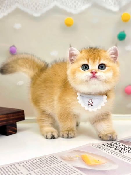 British Shorthair