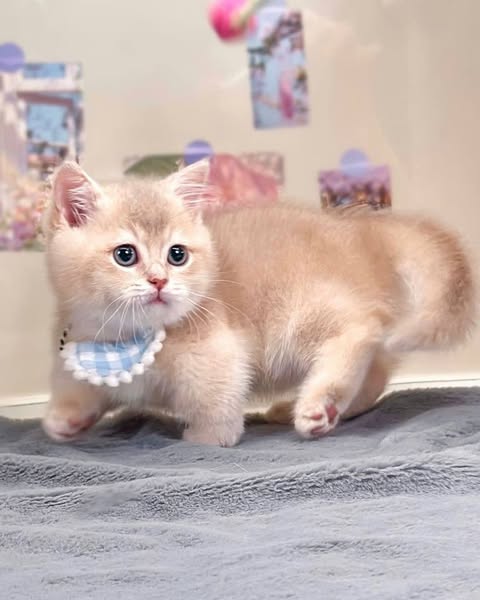 Munchkin