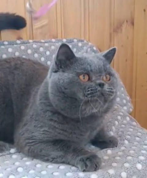 British Shorthair