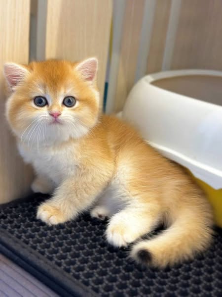 British Shorthair