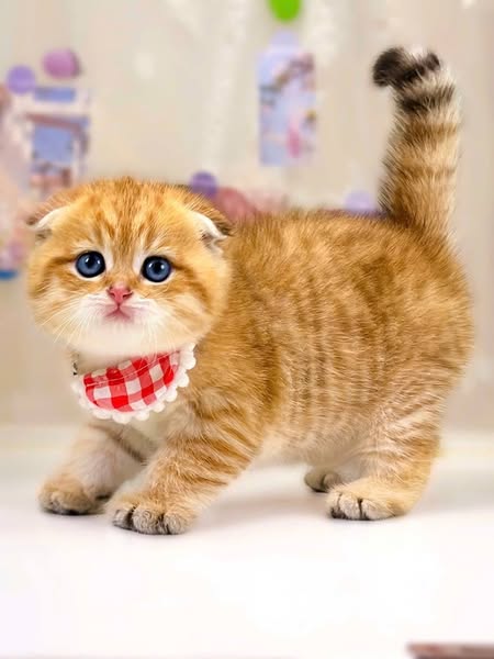 Scottish Fold