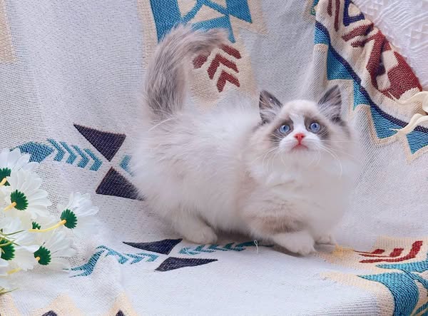 Ragdoll