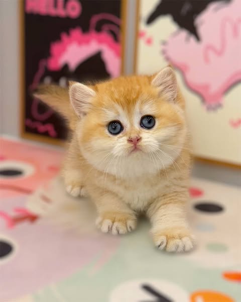 British Shorthair