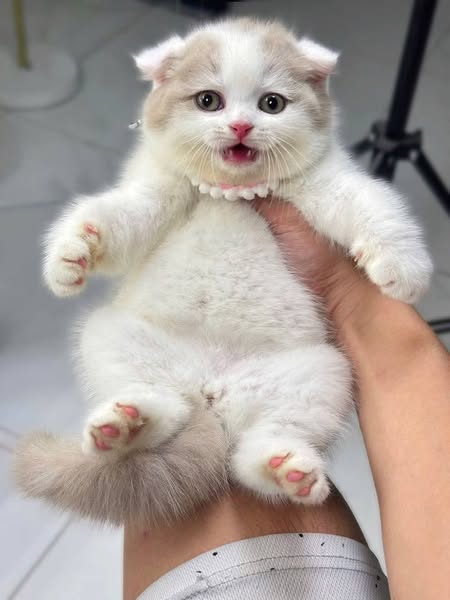 Scottish Fold
