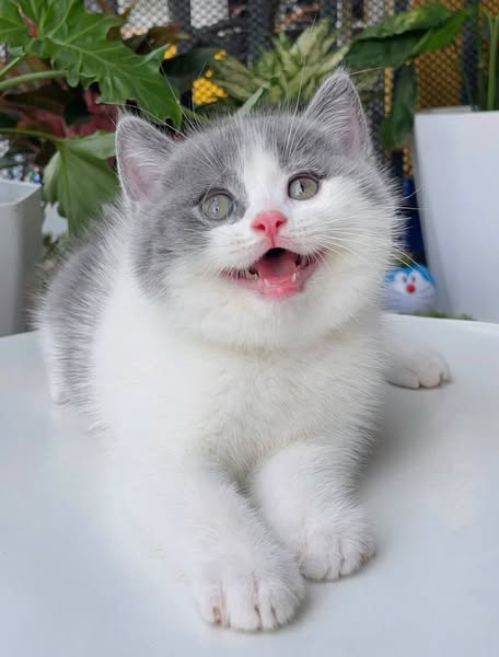 British Shorthair