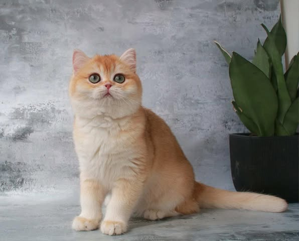 British Shorthair