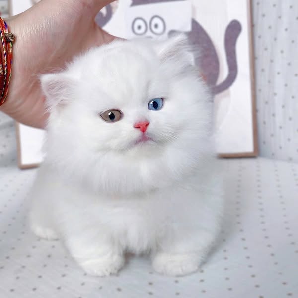 Munchkin Longhair