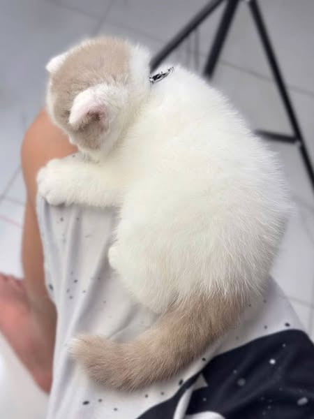 Scottish Fold