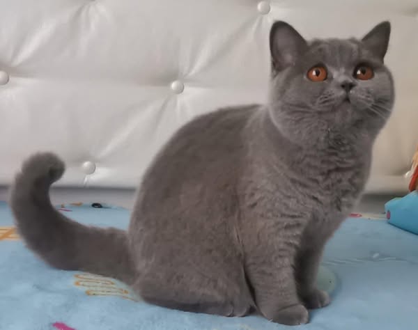British Shorthair