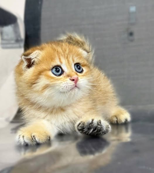 Scottish Fold