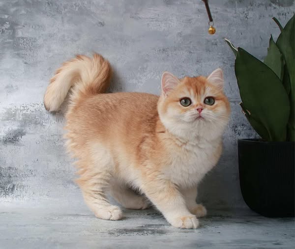 British Shorthair