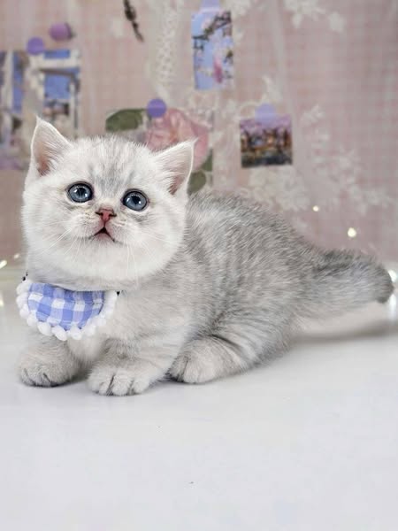 Munchkin