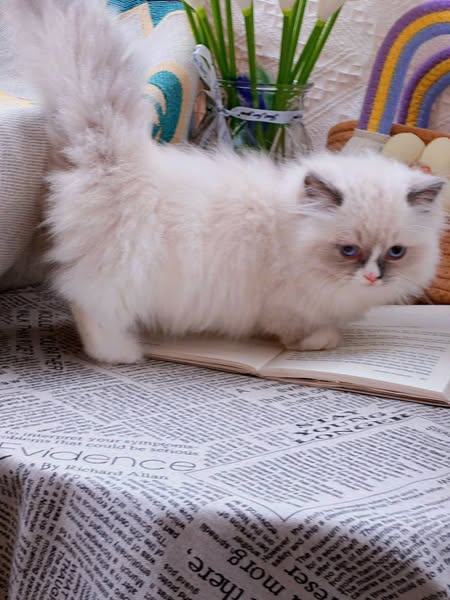 Ragdoll