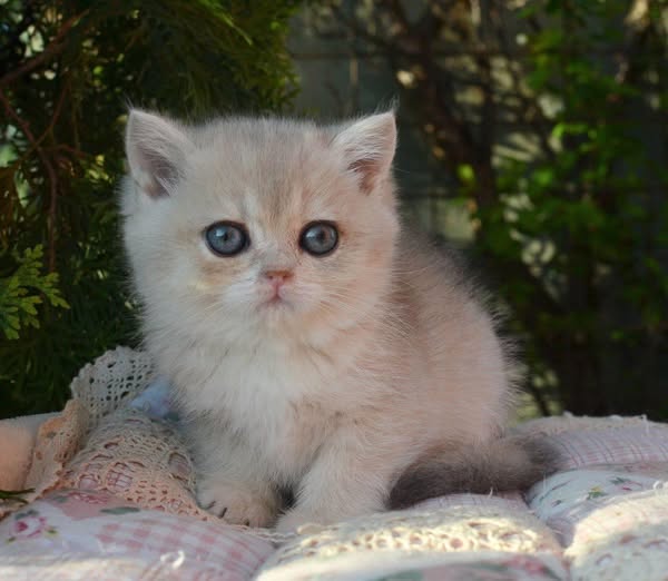 British Shorthair