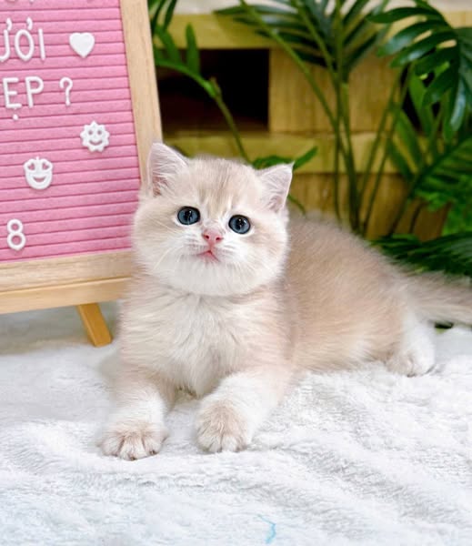 British Shorthair