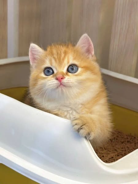 British Shorthair