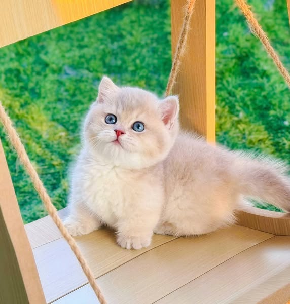 Munchkin