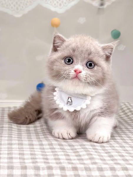 Munchkin