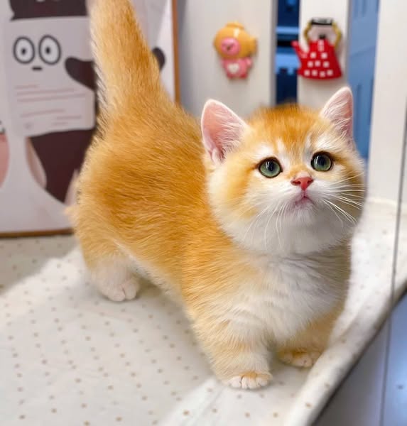 Munchkin