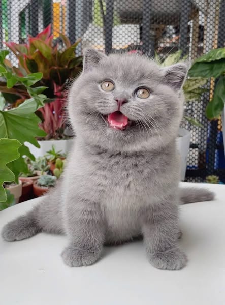 Scottish Fold