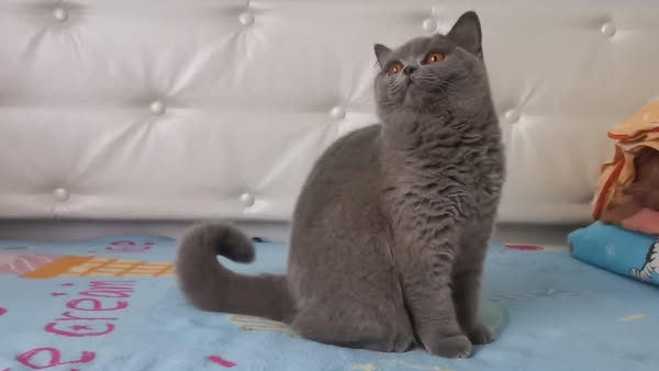 British Shorthair