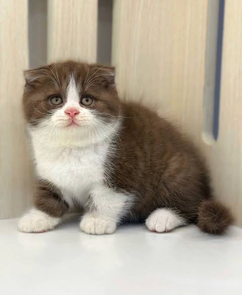 Scottish Fold