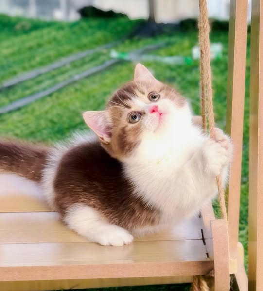 Munchkin