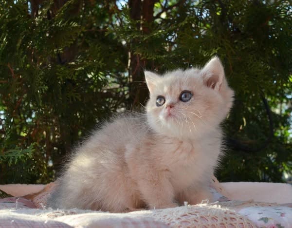British Shorthair