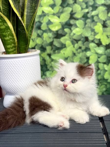 Munchkin Longhair