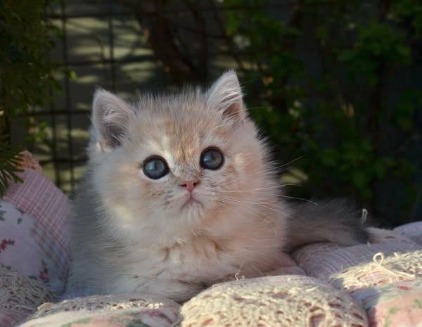 British Shorthair