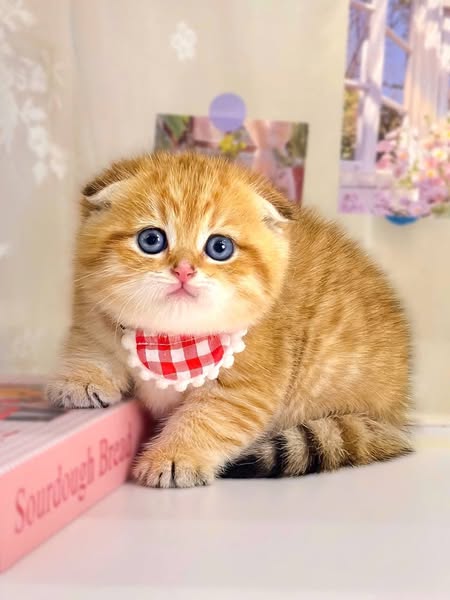 Scottish Fold