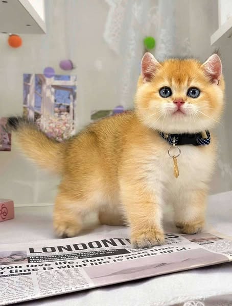 British Shorthair