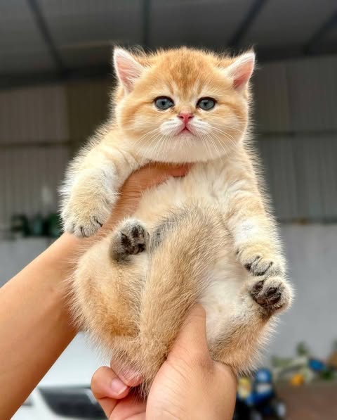 British Shorthair