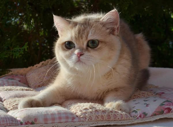 British Shorthair
