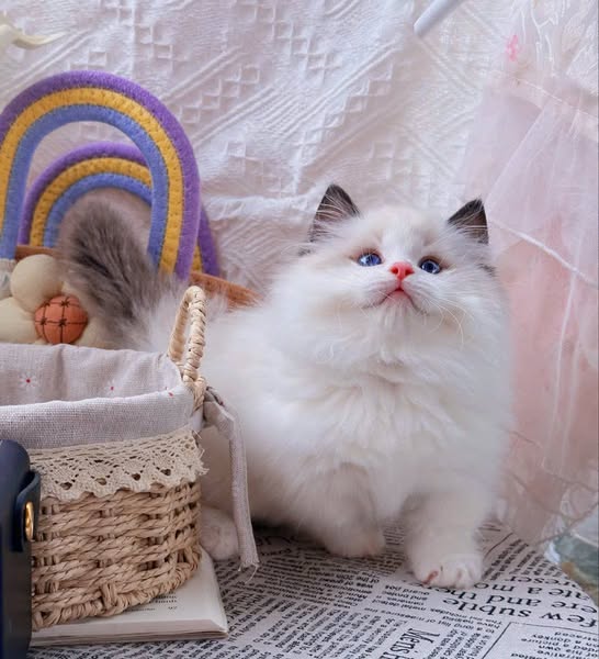 Ragdoll