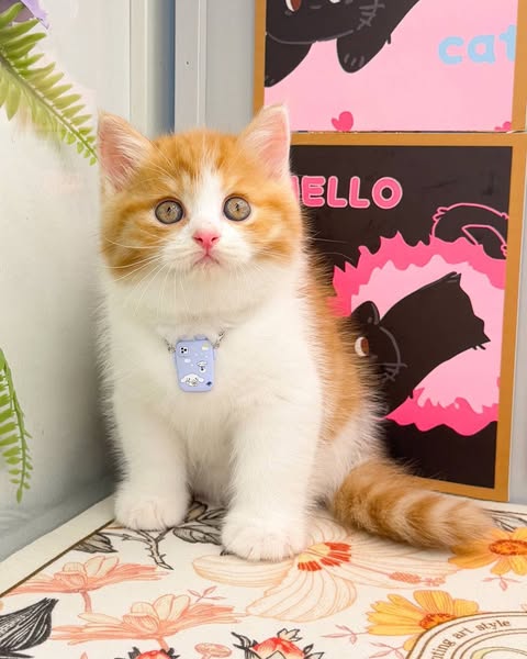 British Shorthair