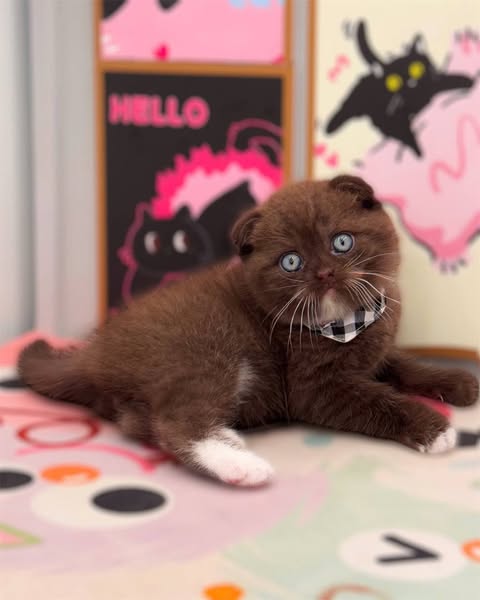 Scottish Fold
