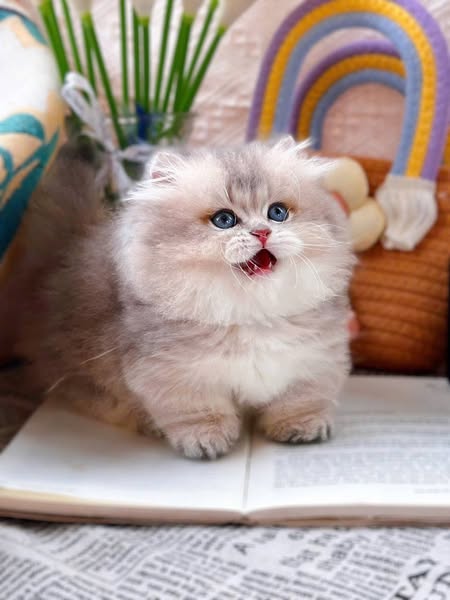 Munchkin Longhair