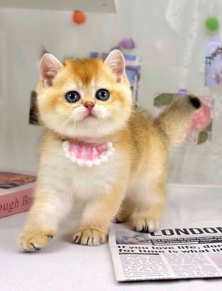 British Shorthair