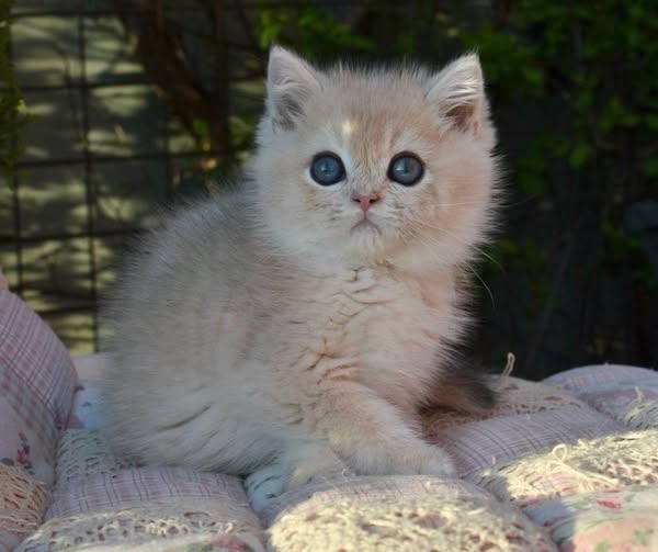British Shorthair