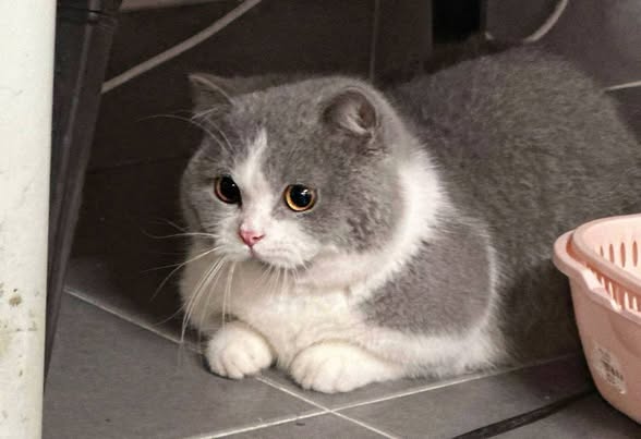 Munchkin