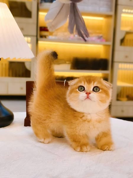 Munchkin Fold