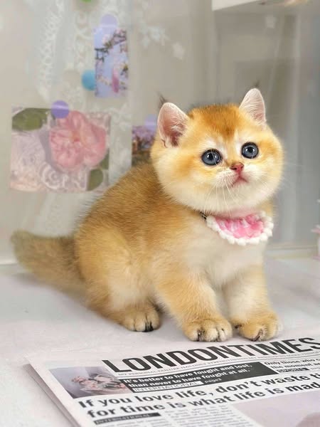 British Shorthair