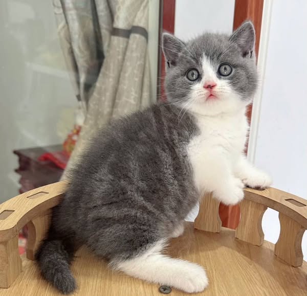 Munchkin